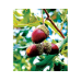 Acorntopia Sargent Oak Acorns and Scions