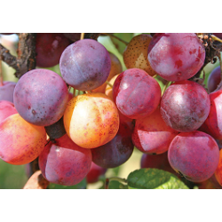 Perennial Perpetual Diversity Potato Tubers and Seeds