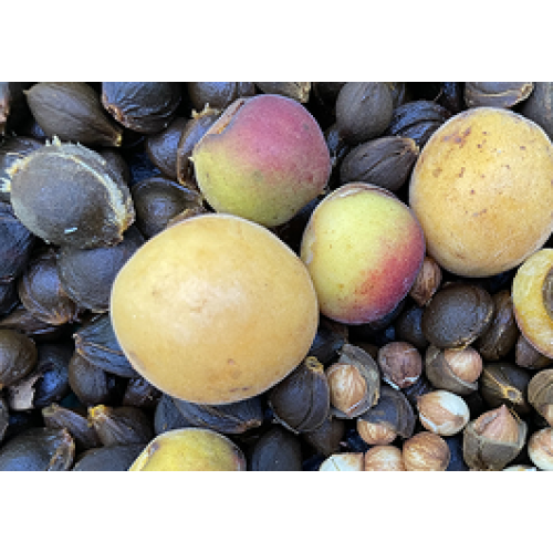 Perennial Perpetual Diversity Potato Tubers and Seeds