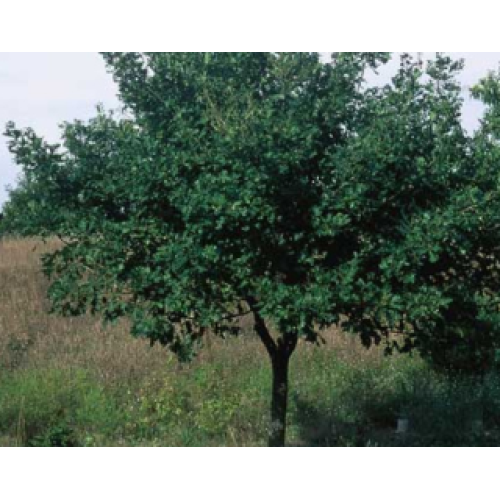 Acorntopia Sargent Oak Acorns and Scions Acorntopia Sargent Oak Acorns and Scions